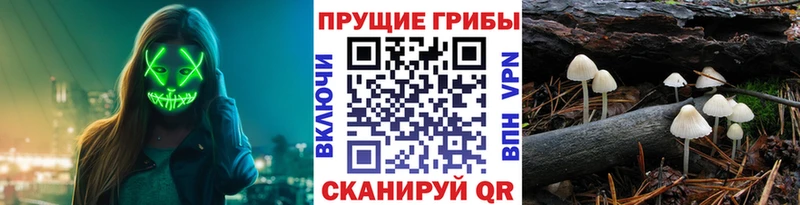 Купить где  Елизово  Псилоцибиновые грибы ЛСД 